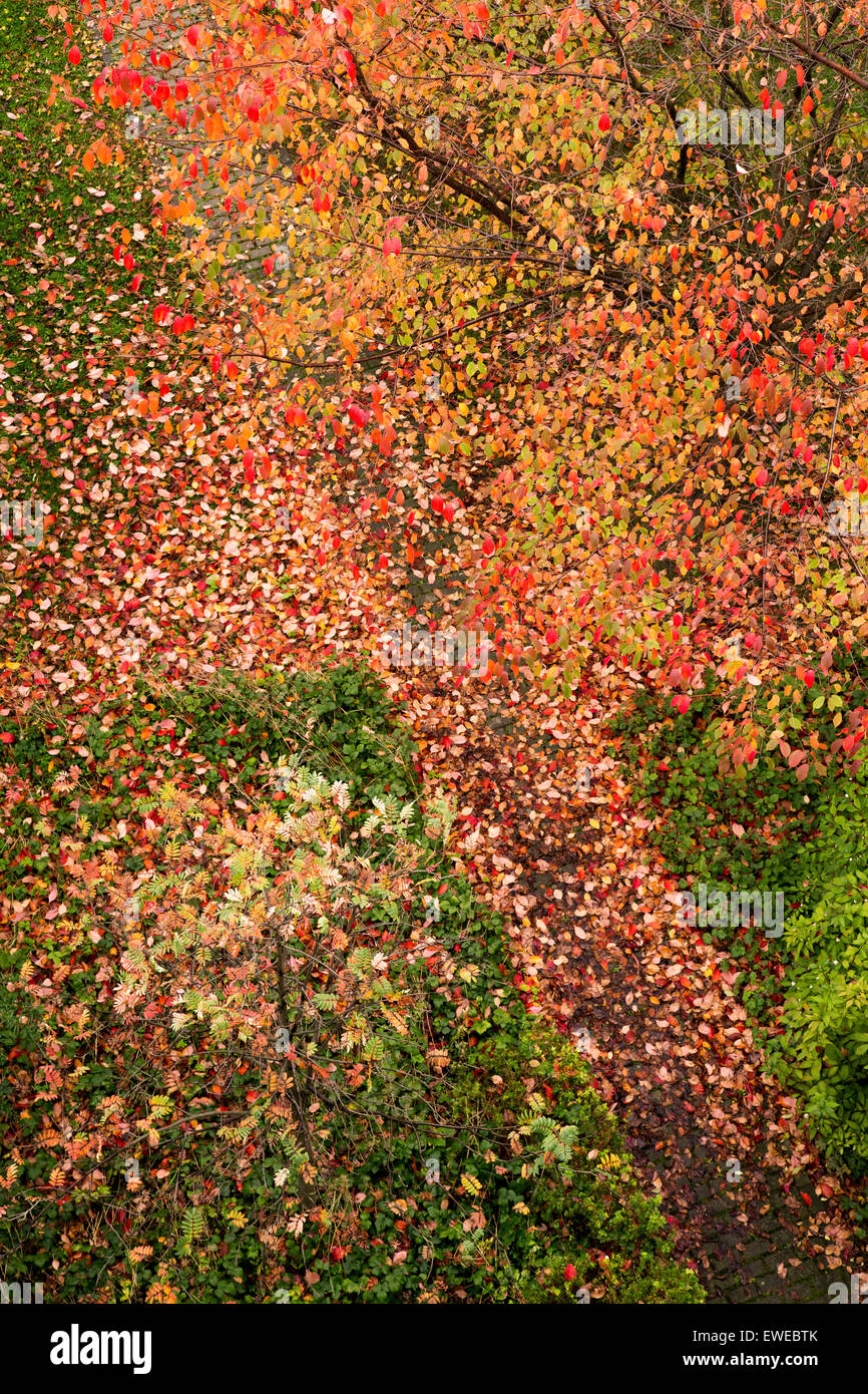 Berlino, Germania, foglie di autunno dall'aria Foto Stock