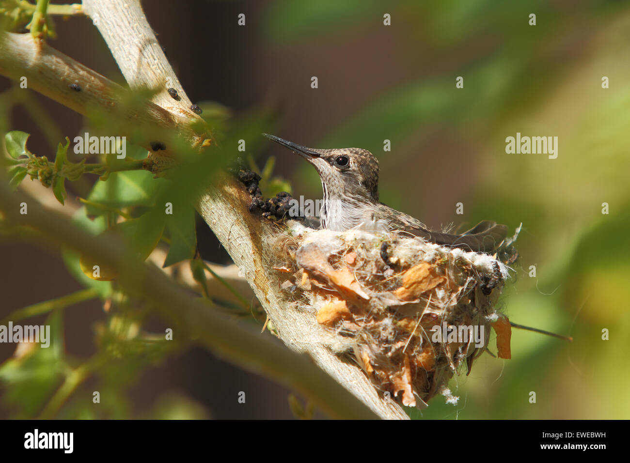 North American colibrì sollevando i giovani uccellini in un nido Foto Stock