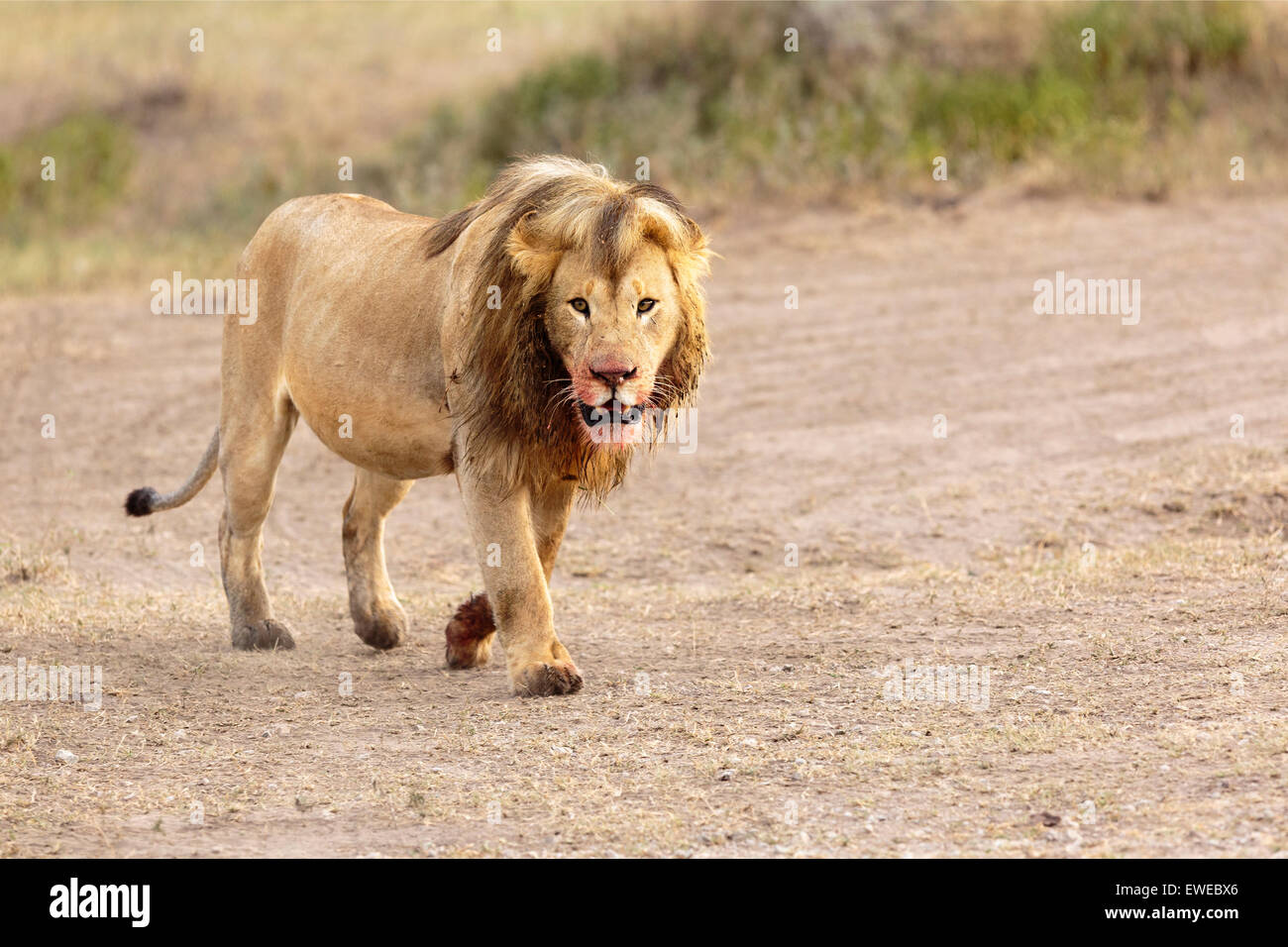 Lion (Panthera leo) fa una passeggiata dopo alimentazione sulla preda nel Serengeti Tanzania Foto Stock