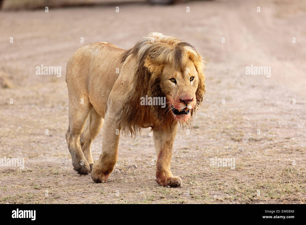 Lion (Panthera leo) fa una passeggiata dopo alimentazione sulla preda nel Serengeti Tanzania Foto Stock
