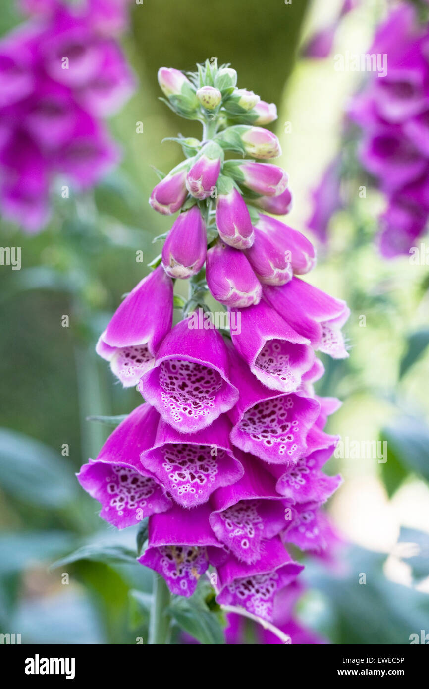 Digitalis purpurea. Foxglove comune i picchi di un giardino inglese. Foto Stock