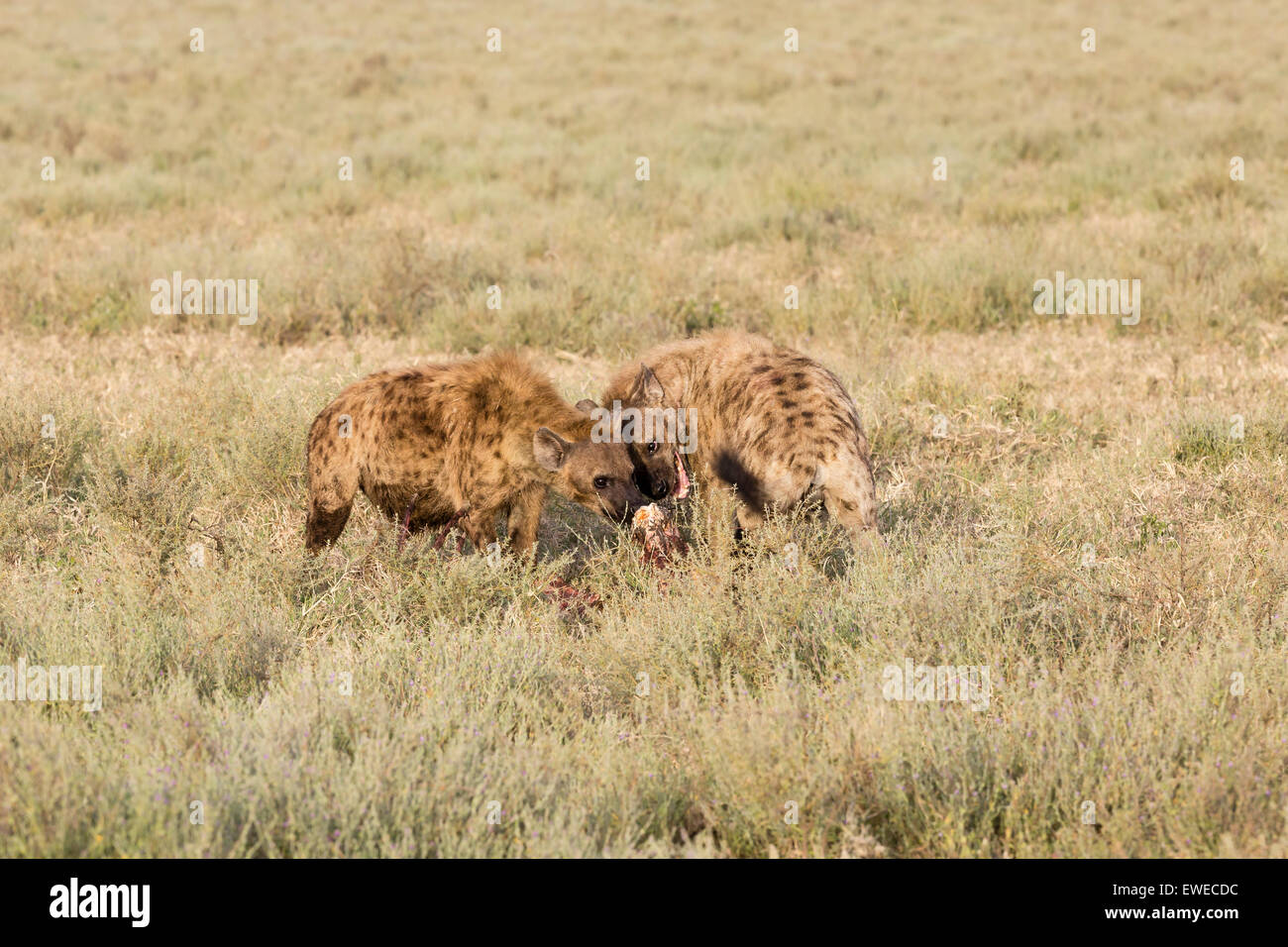 Avvistato iene (Crocuta crocuta) bagarre con un pasto nel Serengeti Tanzania Foto Stock