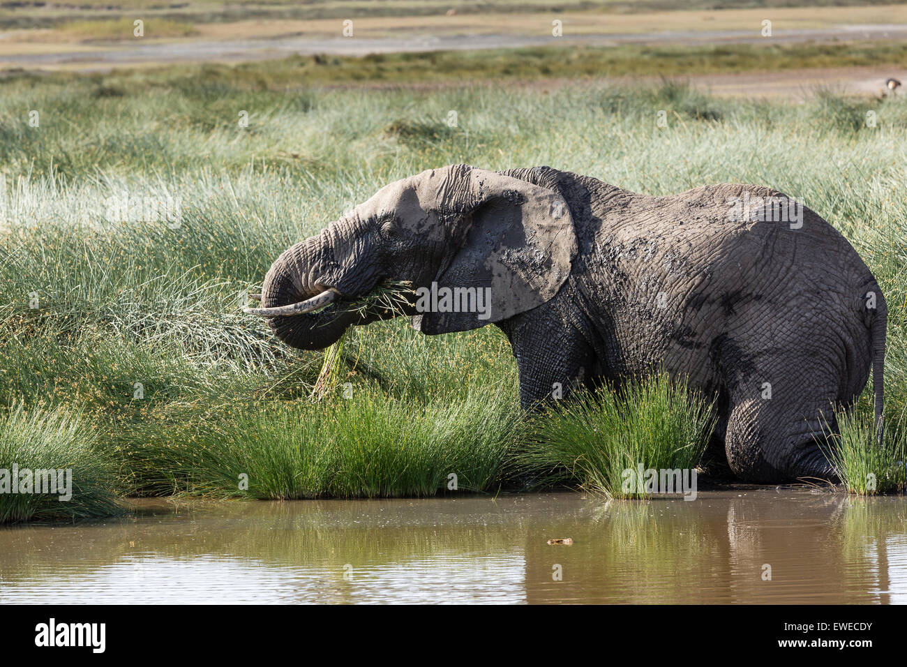 Elefante africano (Loxodonta africana) alimentazione iby un foro potabile n Ndutu Tanzania Foto Stock