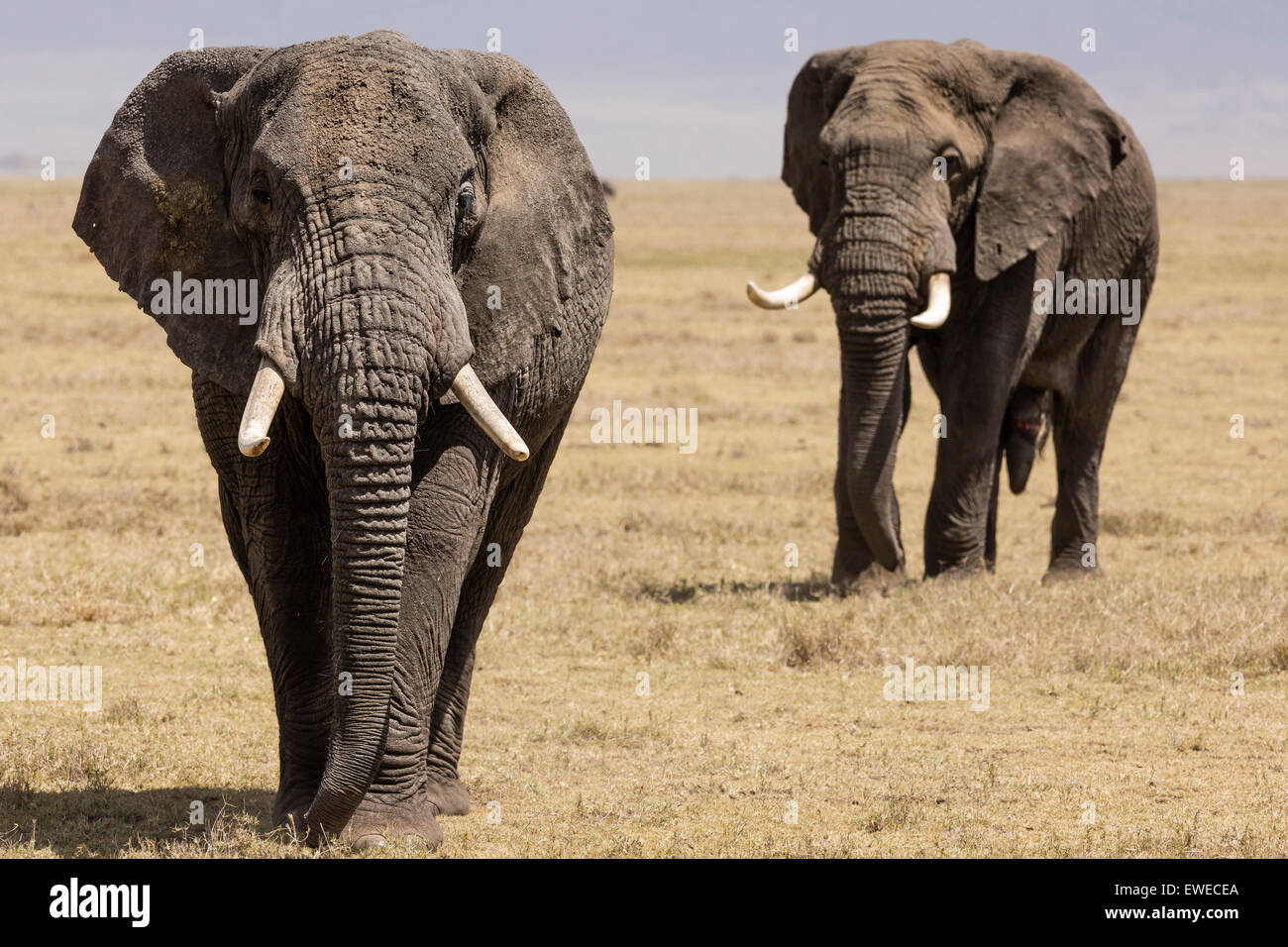 Elefante africano (Loxodonta africana) in marzo nel cratere Ngorogoro Tanzania Foto Stock