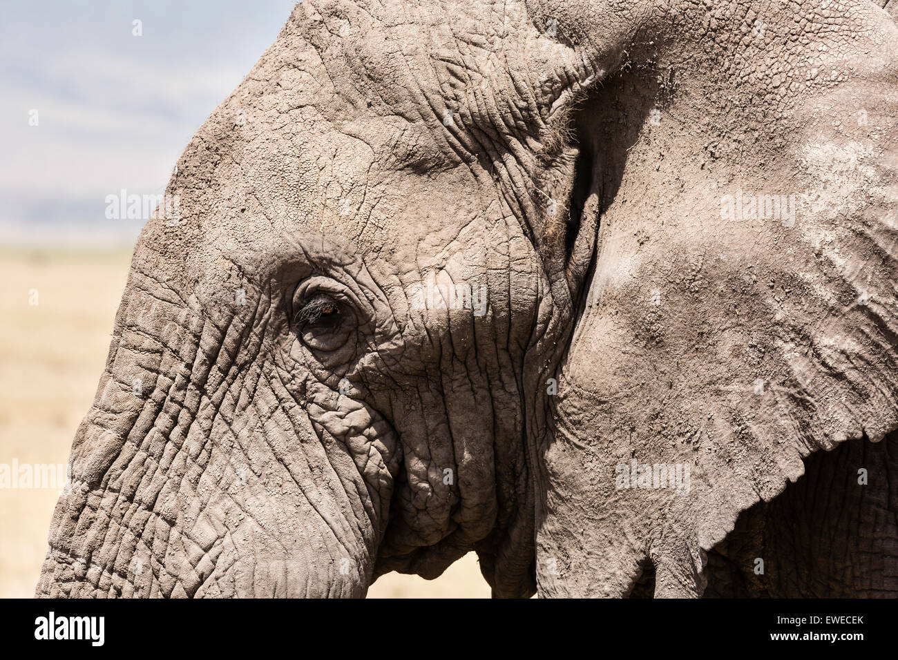 Elefante africano (Loxodonta africana); close up ritratto cratere Ngorogoro Tanzania Foto Stock