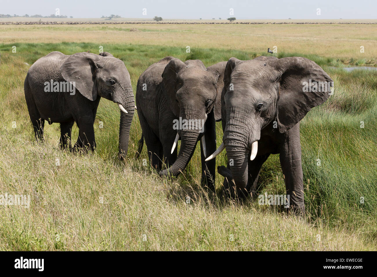 Giovane elefante africano (Loxodonta africana) nel Serengeti Tanzania Foto Stock