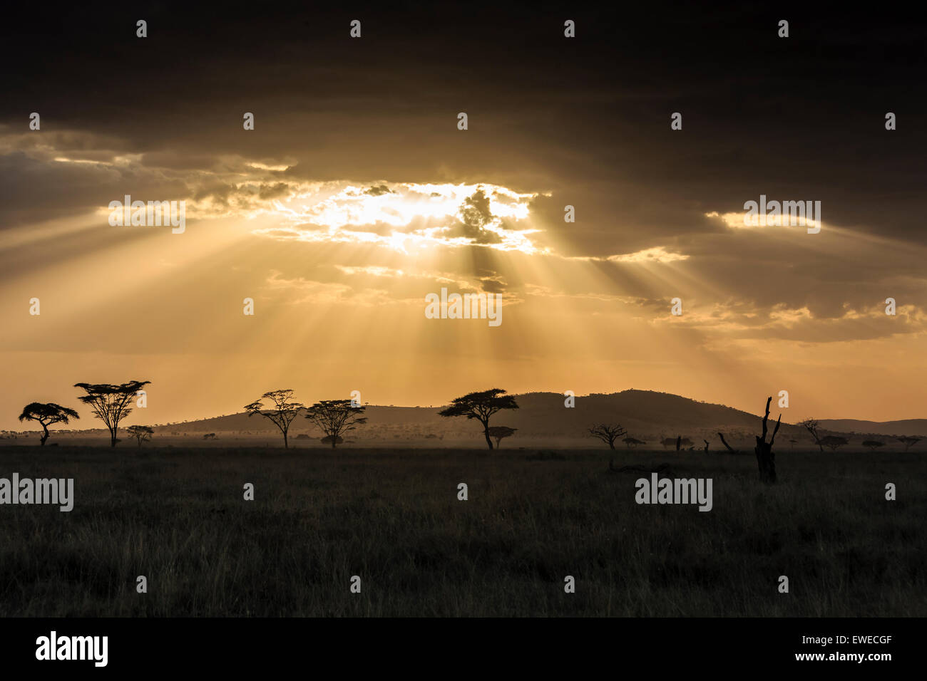 Tramonto nel Serengeti; Serengeti Tanzania Foto Stock