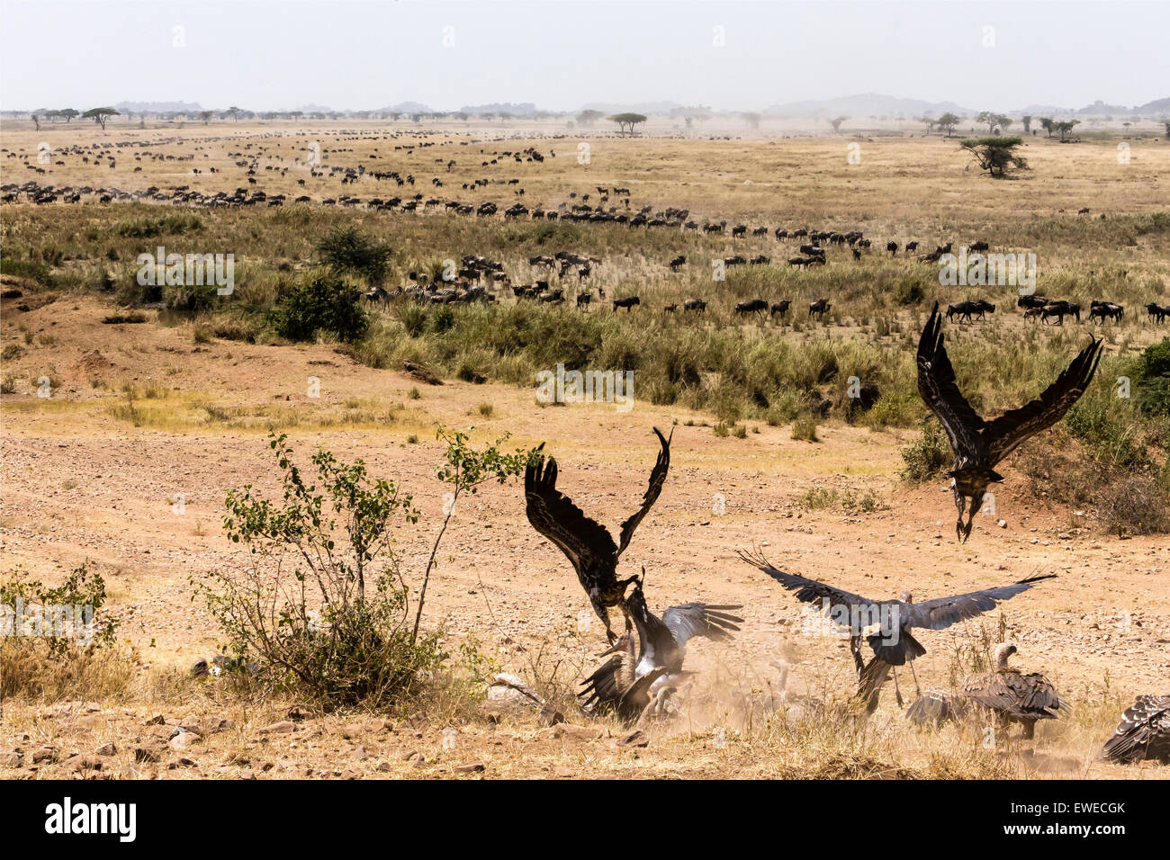 Lungo le linee di gnu (Connochaetes taurinus), guardato da avvoltoi, migrano in cerca di erba fresca nel Serengeti Tanzania Foto Stock