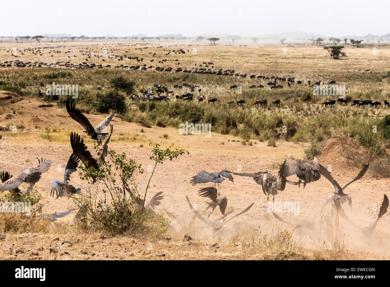 Lungo le linee di gnu (Connochaetes taurinus), guardato da avvoltoi, migrano in cerca di erba fresca nel Serengeti Tanzania Foto Stock