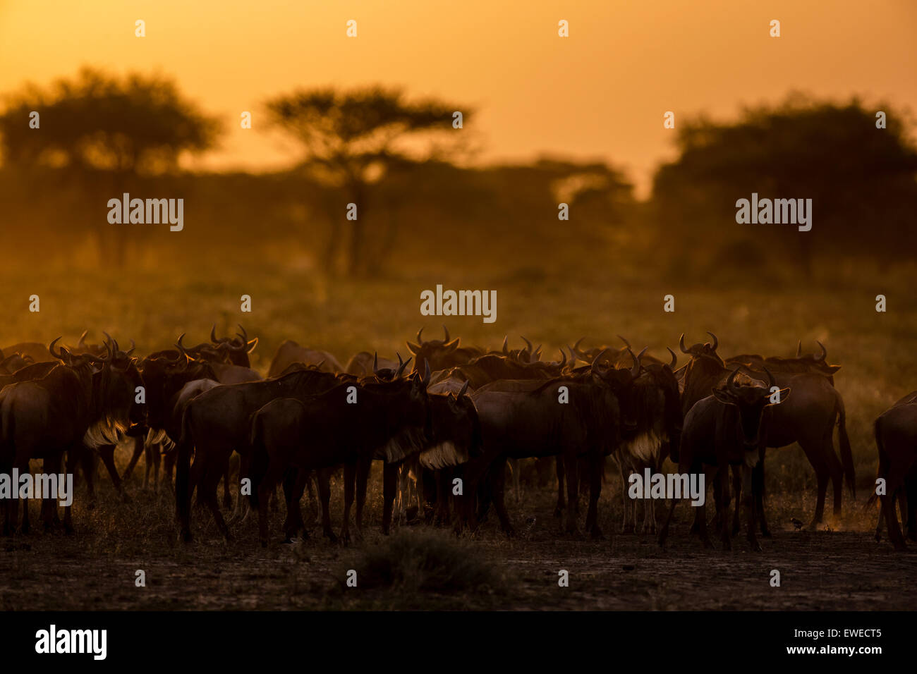 Gnu (Connochaetes taurinus) all'alba nel Serengeti Tanzania Foto Stock