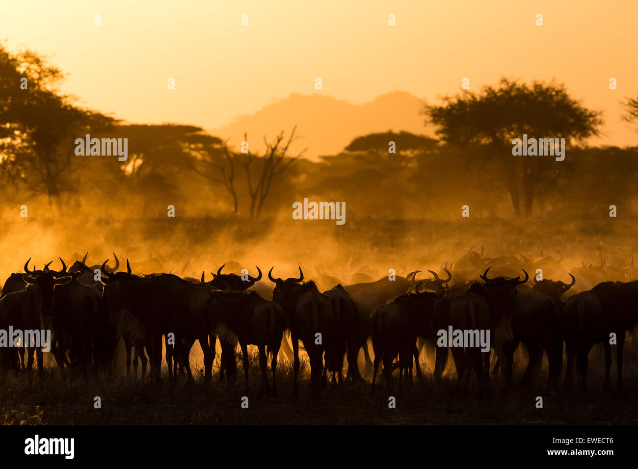 Gnu (Connochaetes taurinus) la creazione di polvere all'alba nel Serengeti Tanzania Foto Stock