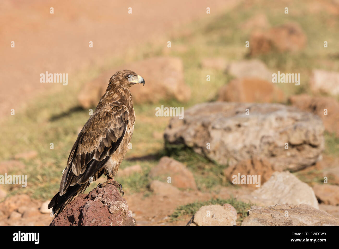 Un tawny eagle (Aquila rapax) posatoi su una roccia nel cratere di Ngorongoro Tanzania Foto Stock
