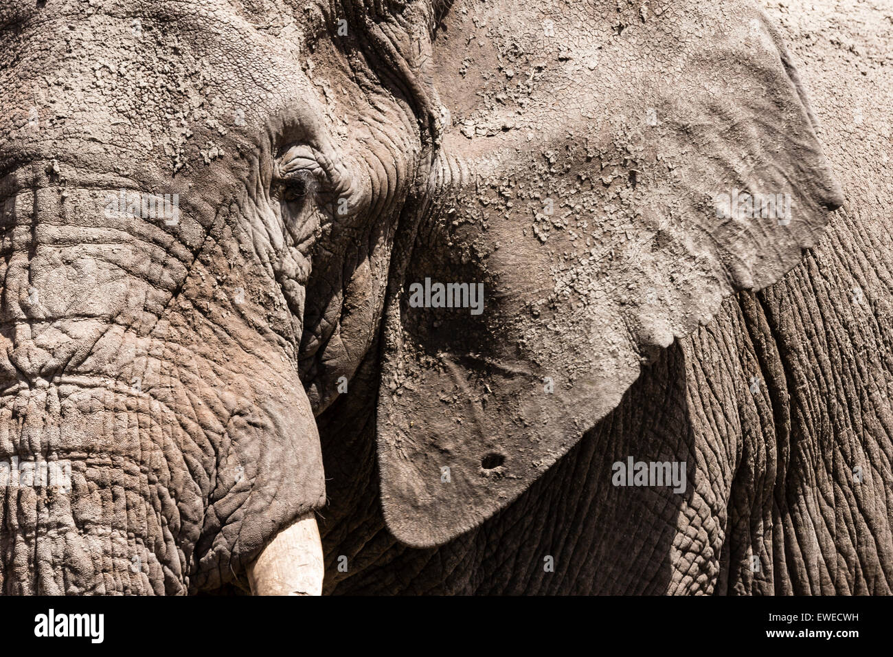 Elefante africano (Loxodonta africana); close up ritratto cratere Ngorogoro Tanzania Foto Stock