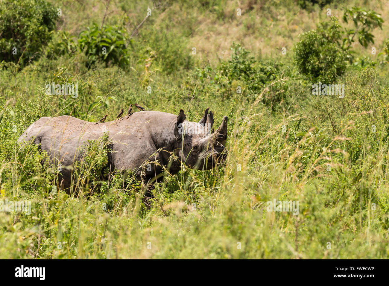 Un rinoceronte nero (Diceros simum) nel cratere Ngorogoro Tanzania Foto Stock