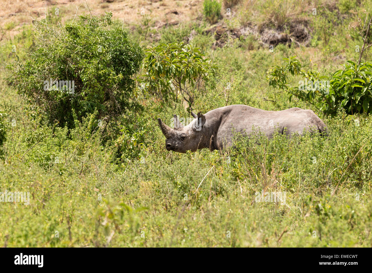 Un rinoceronte nero (Diceros simum) nel cratere Ngorogoro Tanzania Foto Stock