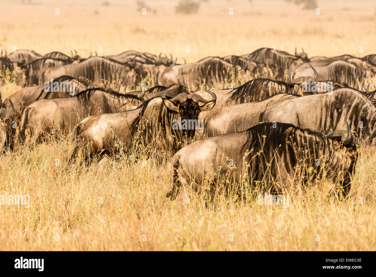 Gnu (Connochaetes taurinus) nel Serengeti Tanzania Foto Stock