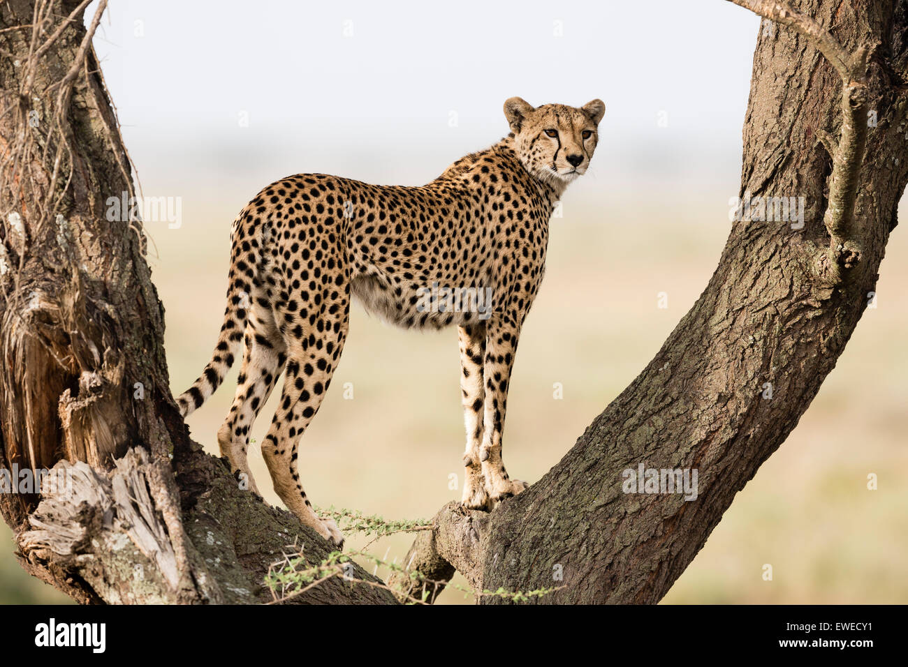 Un ghepardo (Acinonyx jubatus) Viste la savana da un punto di vista vantaggioso alta in una struttura ad albero nel Serengeti Tanzania Foto Stock