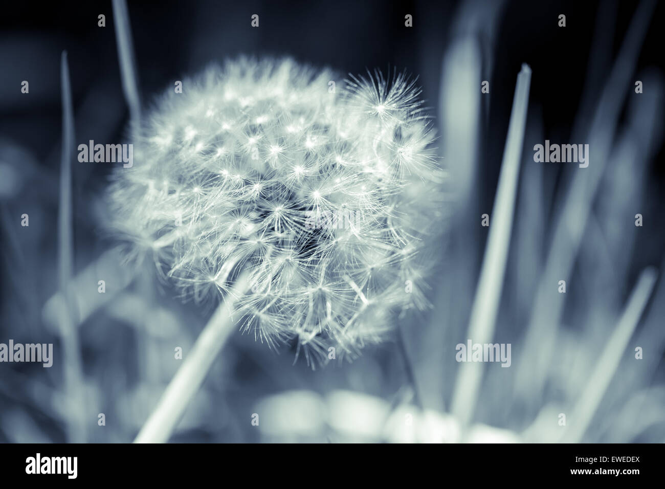 Fiore di tarassaco con lanugine, nei toni del blu monocromatico foto macro con il fuoco selettivo Foto Stock