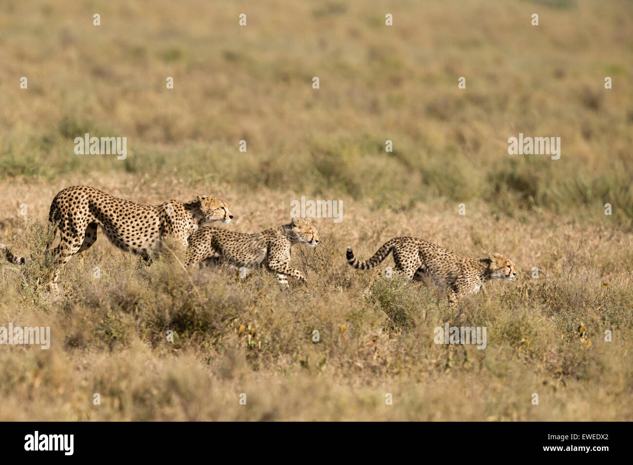 Cheetah madre con i suoi cuccioli nel Serengeti Tanzania Foto Stock