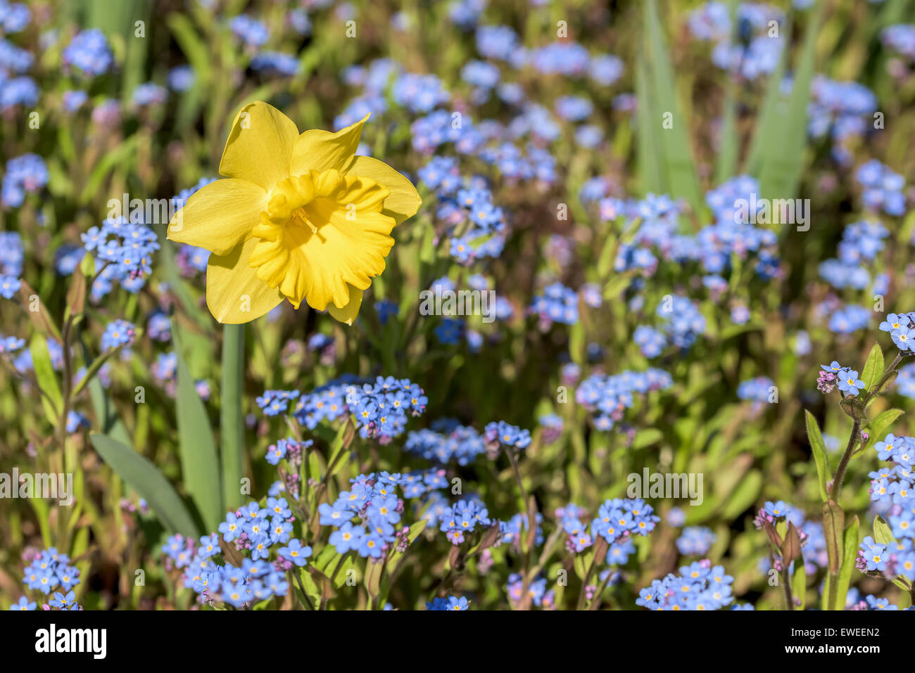 Fiore di narciso nel fresco verde erba di primavera Foto Stock