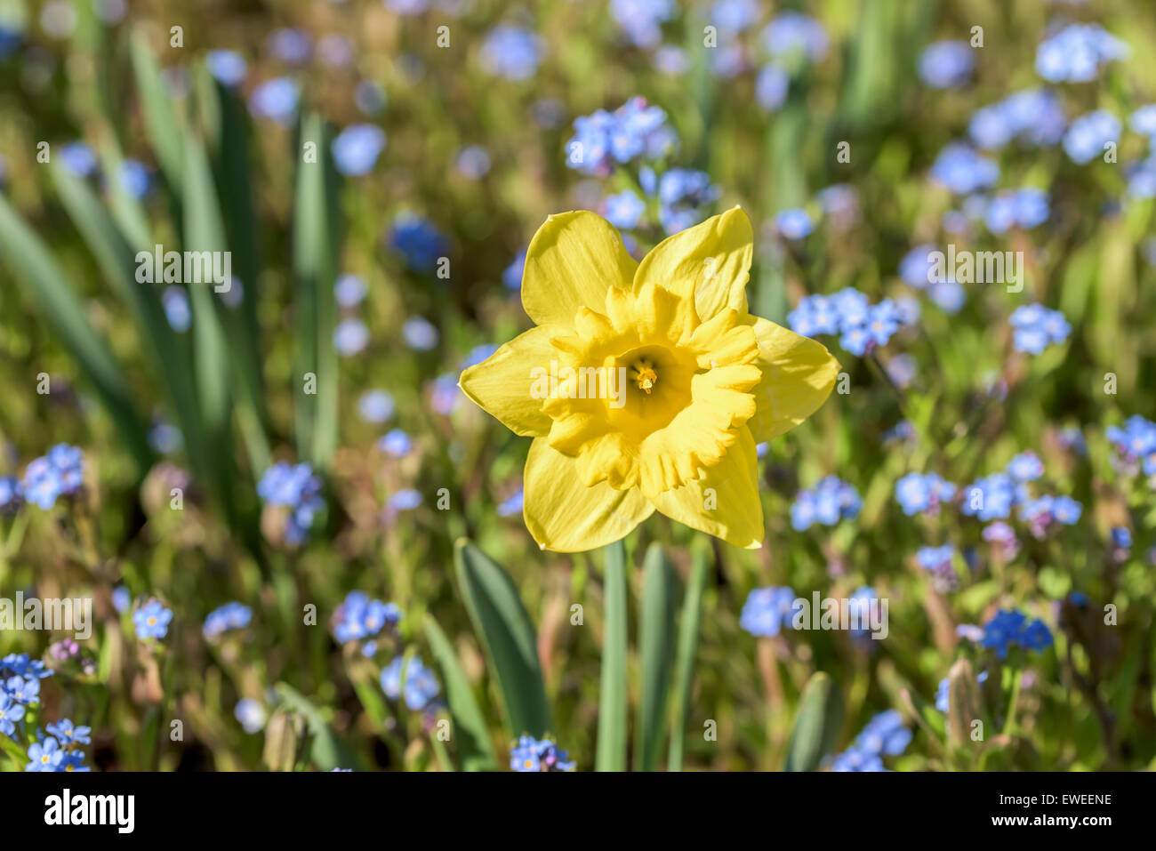 Fiore di narciso nel fresco verde erba di primavera Foto Stock