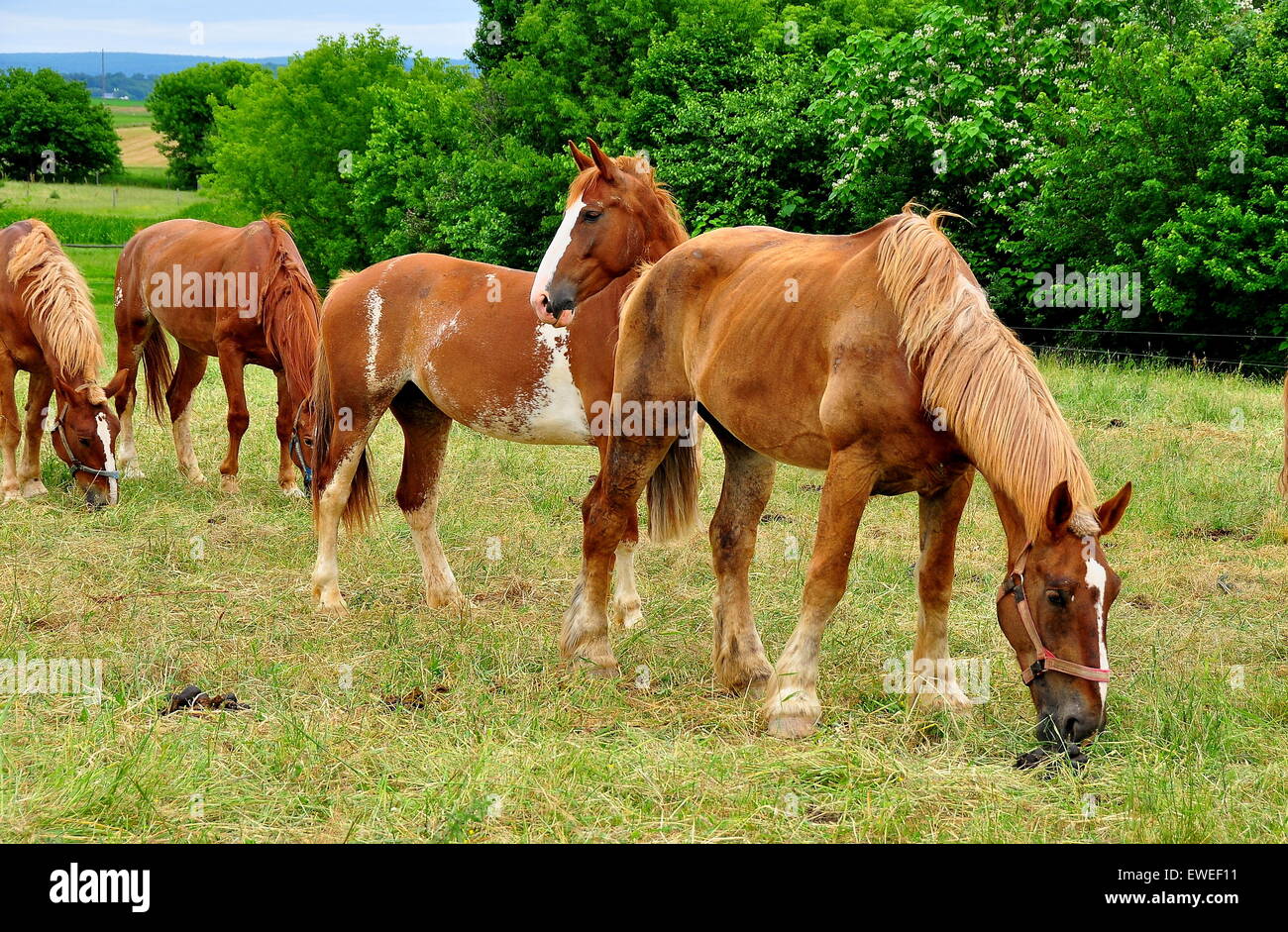 Lancaster County, Pennsylvania: color castagno pascolo cavalli su erba dei pascoli in una fattoria Amish * Foto Stock