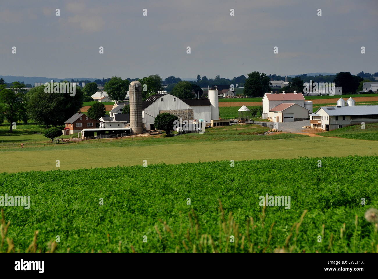 Lancaster County, Pennsylvania: incontaminate fattorie Amish adagiato tra campi di colture estive Foto Stock