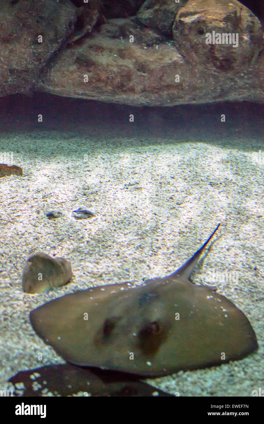 Stingray in mostra al Cretaquarium nearGournes, Creta. Foto Stock