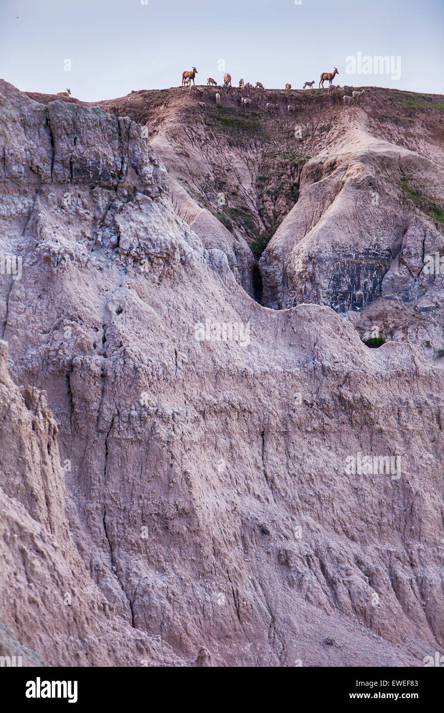 Bighorn mandria sulla collina Foto Stock