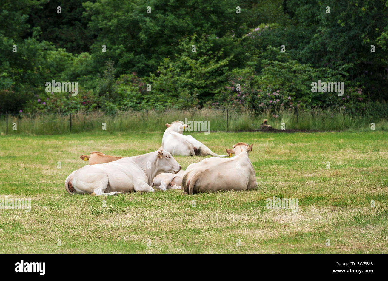 Gruppo di mucche bianche in erba verde Foto Stock
