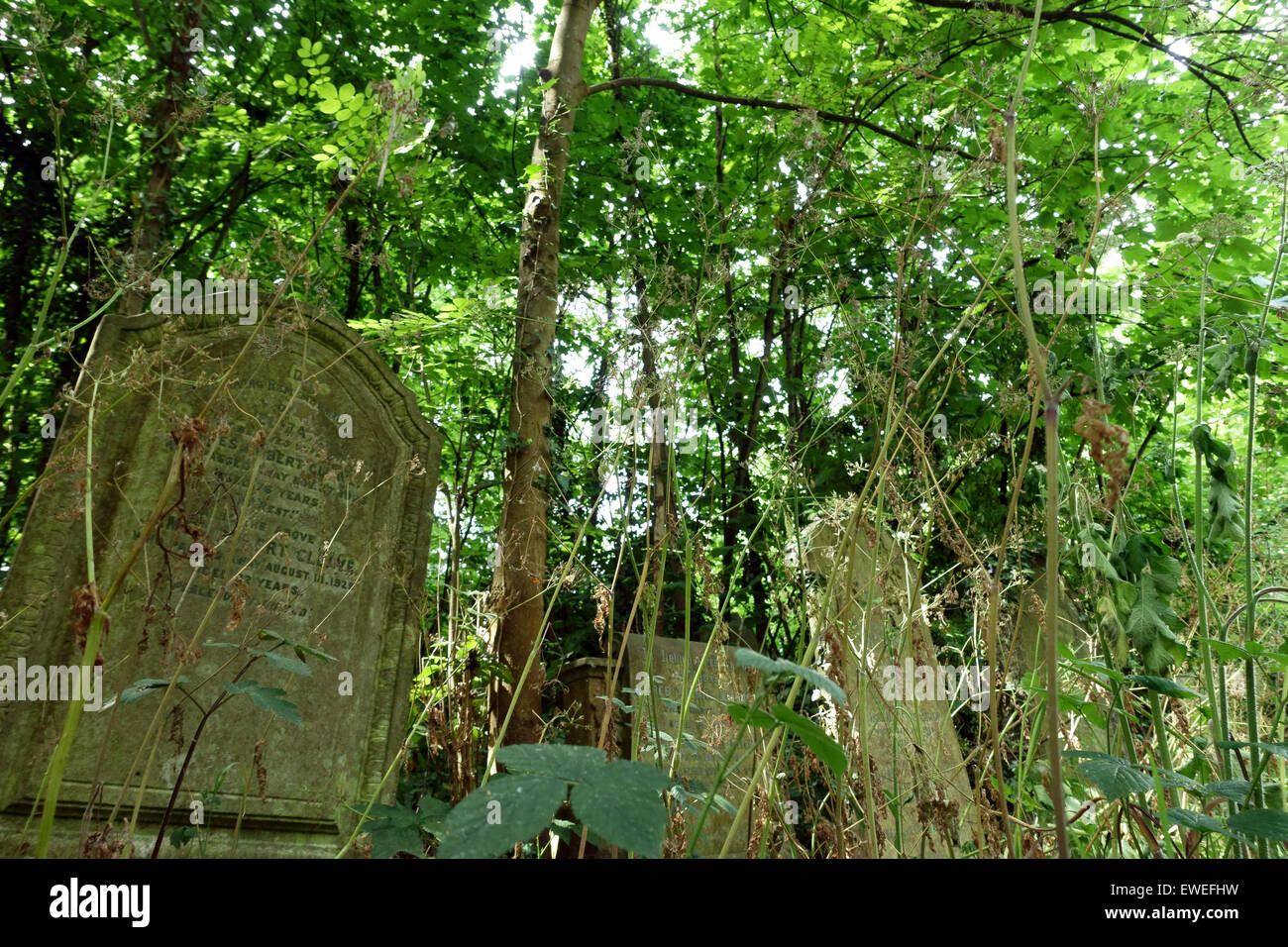 Camberwell vecchio cimitero nel sud di Londra dove salvare i boschi di Southwark campagna contrasta i piani del Consiglio di tagliare gli alberi Foto Stock