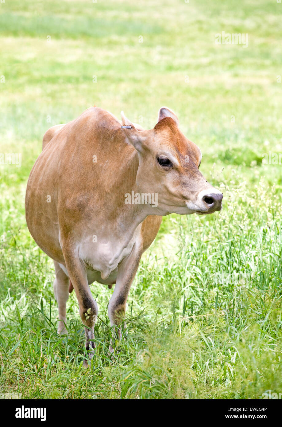 Una mucca in jersey, una razza di bestiame bovino di caseificio originariamente allevati nel canale isola di Jersey. Til razza è popolare per le alte butte Foto Stock
