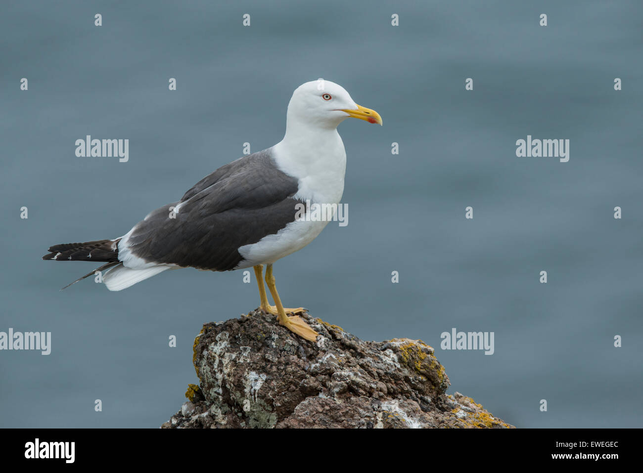 Lesser Black-backed Gull (Larus fuscus) Foto Stock