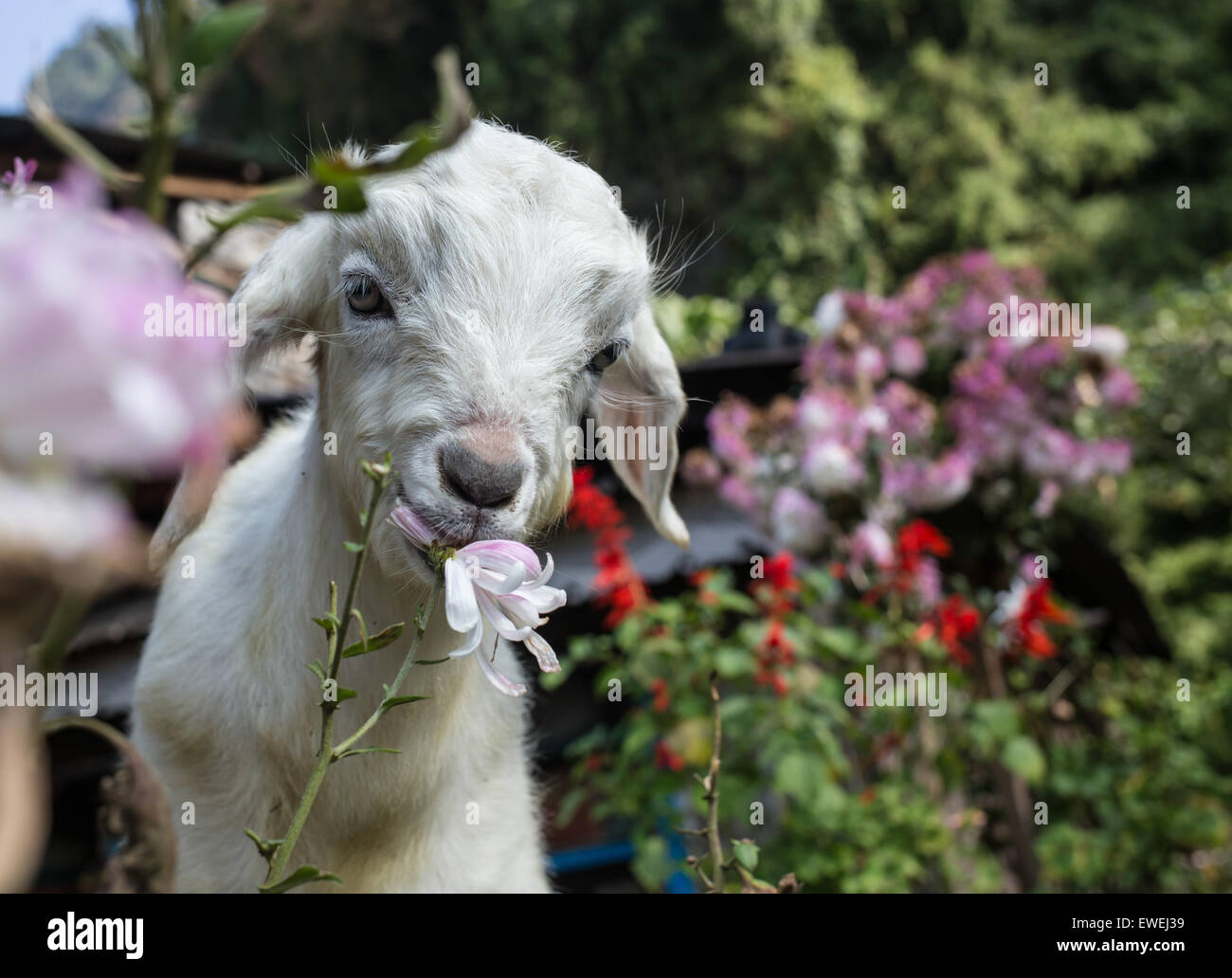 Ritratto di una capra Foto Stock