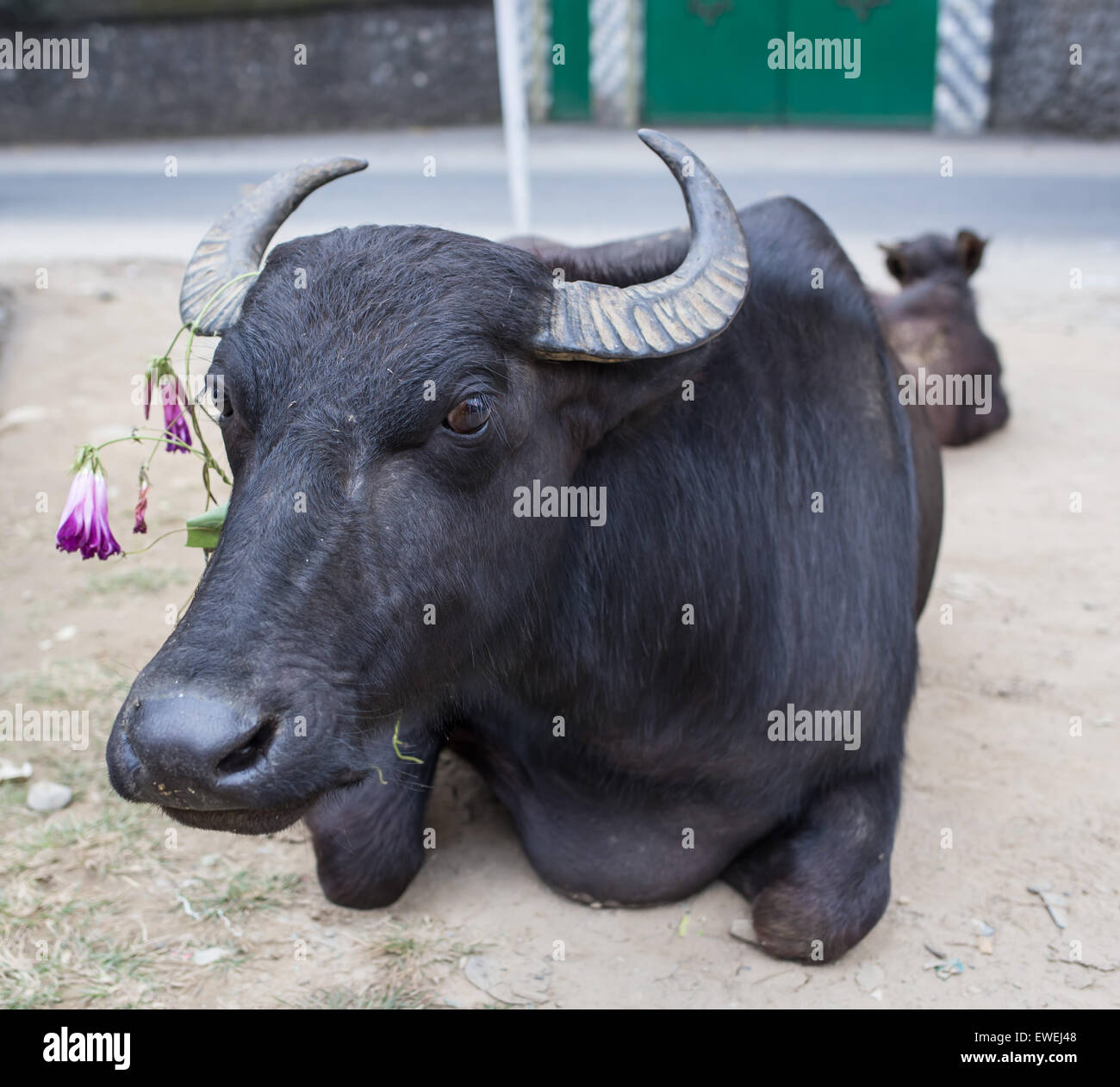 Ritratto di bufali domestici in Nepal Foto Stock