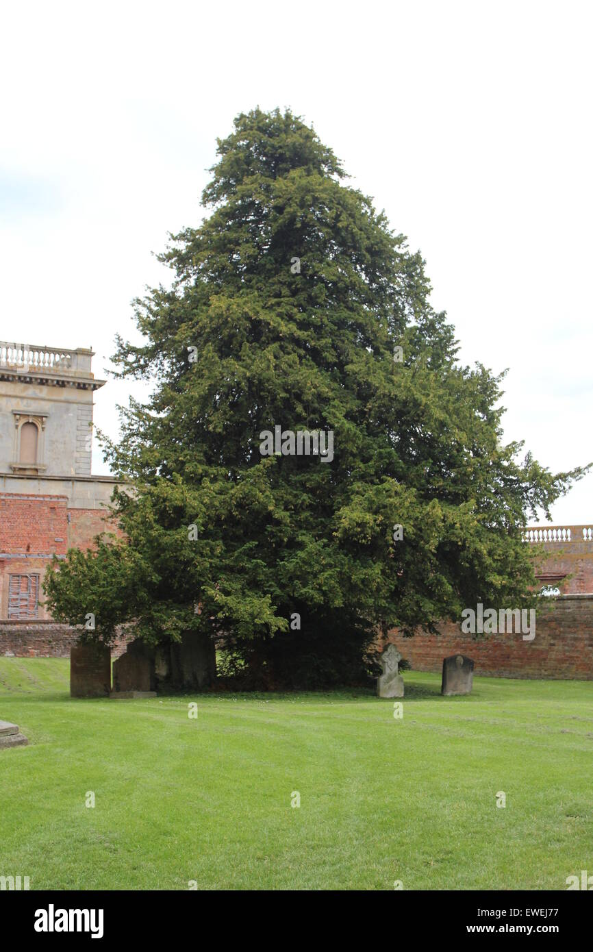 Foresta, freschezza, verde, crescita, foglie, luce Foto Stock