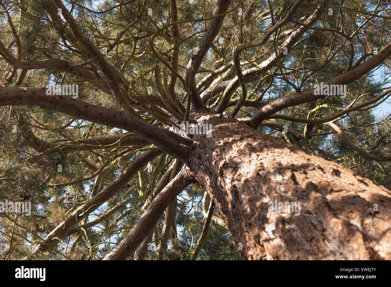 Un enorme gigante di conifere redwood a livello del suolo che mostra la corteccia protettiva e bolo di un imponente albero magnifico Foto Stock