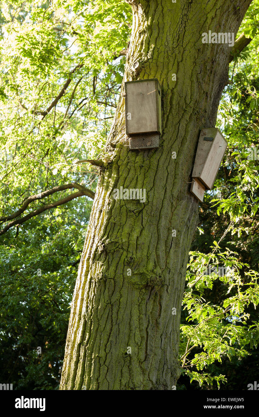 Scatola di nido per British pipistrelli una specie protetta in un buon percorso di volo e vicino laghi abbondanti di insetti con sbarco sezioni di pad Foto Stock