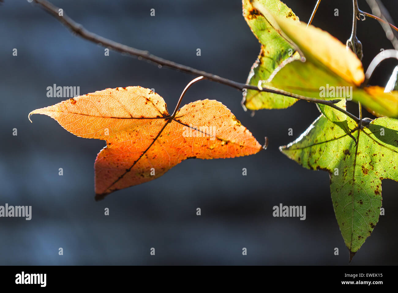 Foglia di acero con la luce penetra. Foto Stock