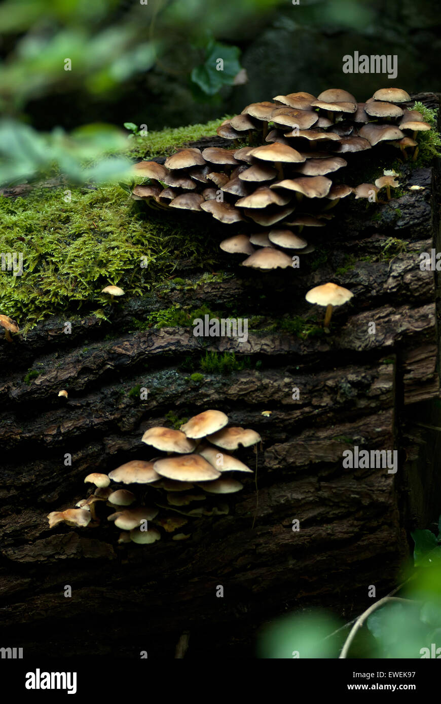 I funghi selvatici / fungo sul ceppo di albero Foto Stock