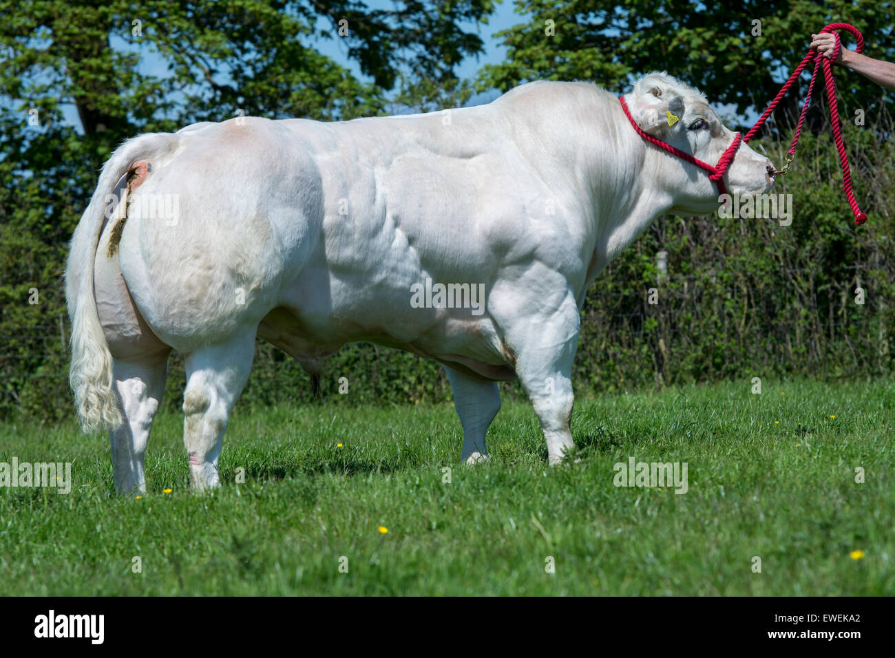 Bianco Blu britannico bull, un ben muscoloso carni bovine razza, sorgeva in pascolo. Cumbria, Regno Unito. Foto Stock