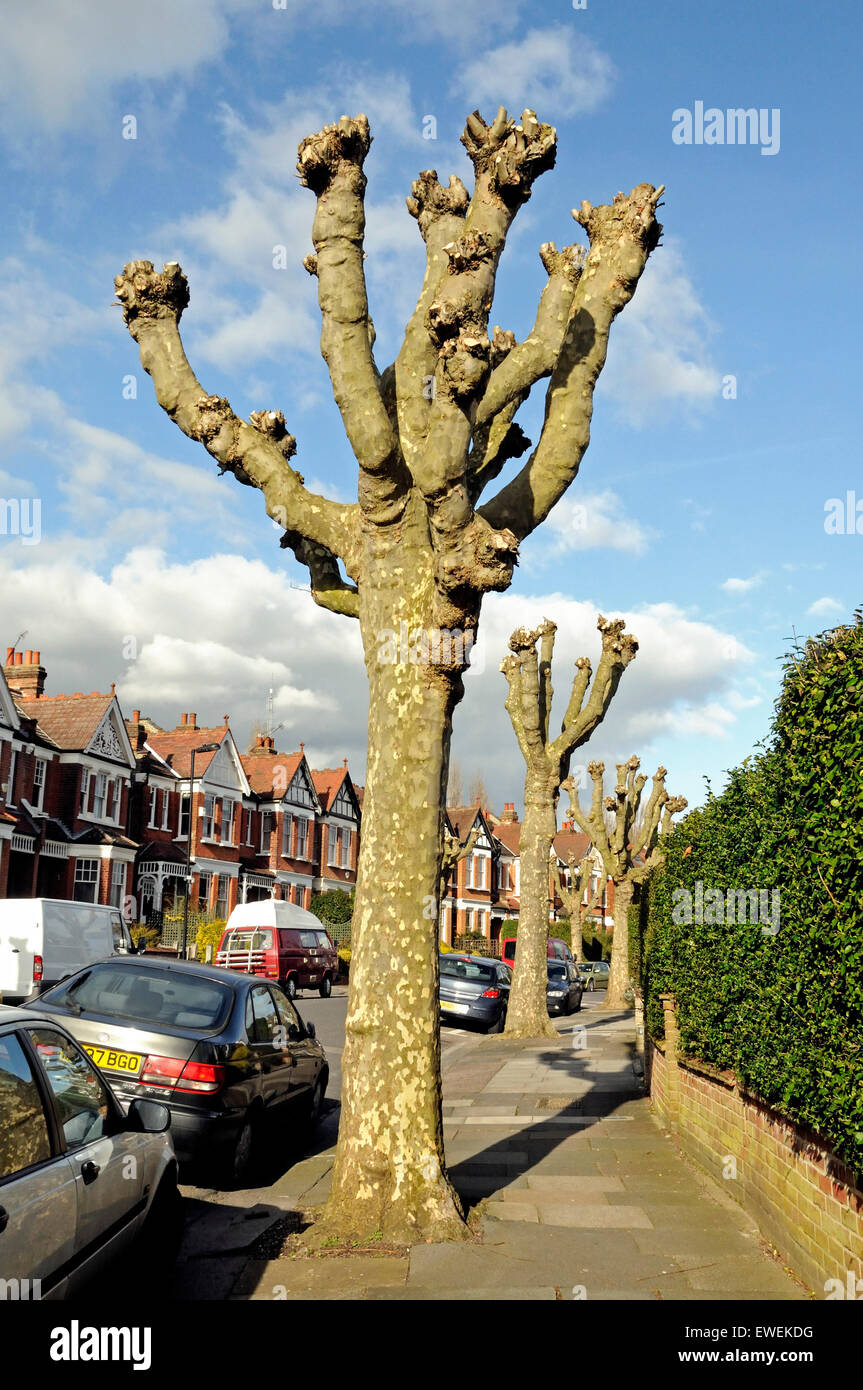 Pollarded pesantemente Londra platani (Platanus x hispanica) in surburban Street, London Borough of Haringay, Inghilterra Gran Bretagna REGNO UNITO Foto Stock