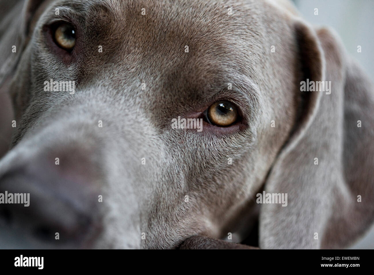 Extreme close up ritratto di un cane Weimaraner soulful faccia guardando direttamente nella fotocamera Foto Stock