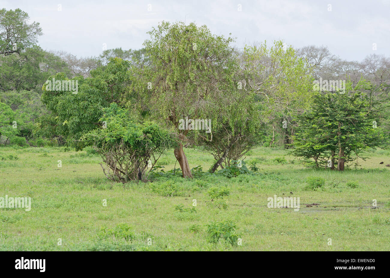 Vegetazione arborea in Yala National Park, Sri Lanka, in Asia. Foto Stock