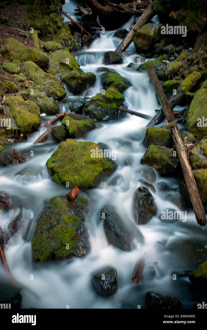 Cascate sotto cascate di lupino in Strathcona Provincial Park, l'isola di Vancouver, British Columbia, Canada. Foto Stock