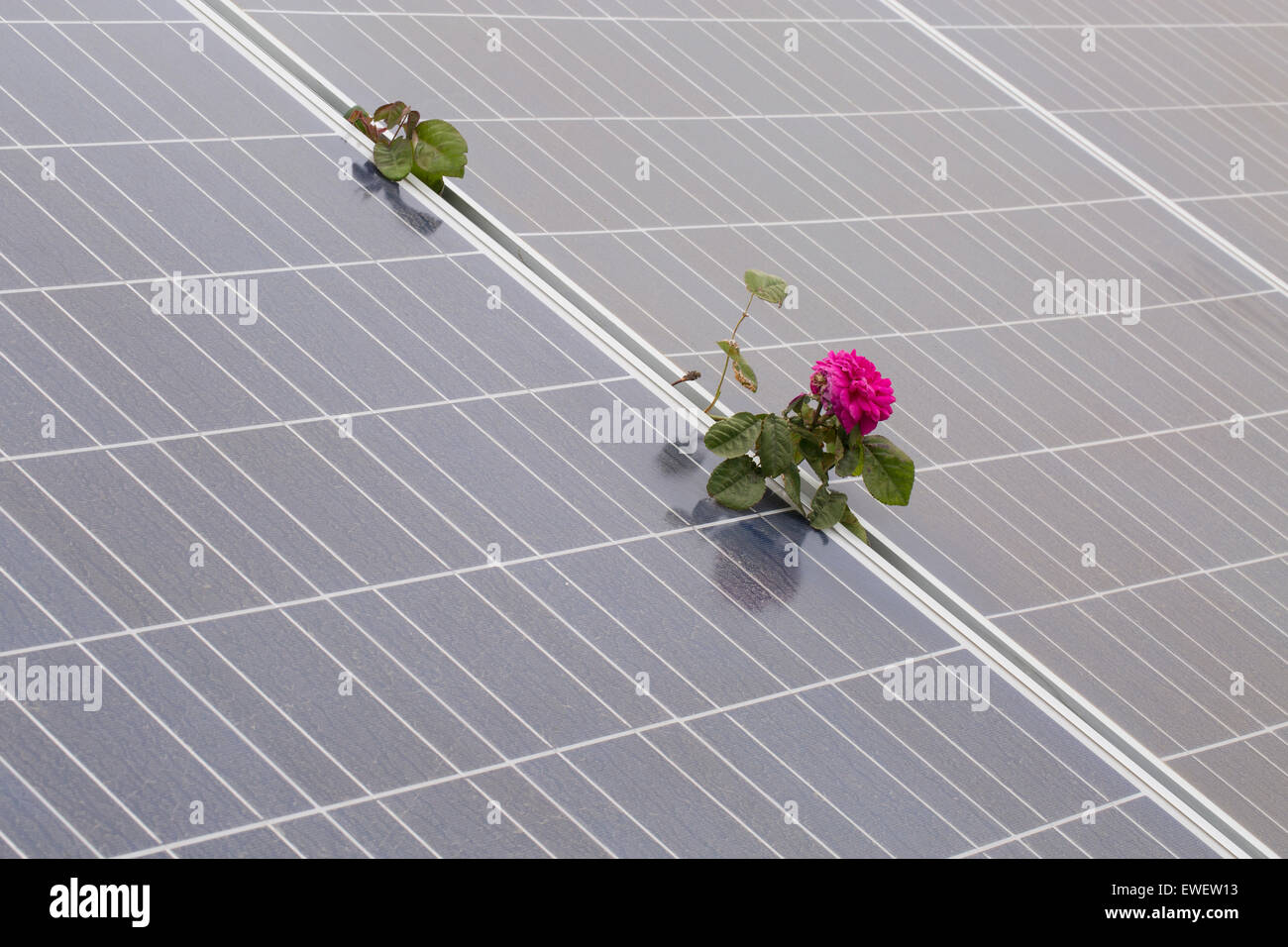 Rose crescente tra i pannelli solari al fiume russo Rose Azienda in Healdsburg, Sonoma County, California, Stati Uniti d'America Nord America Foto Stock