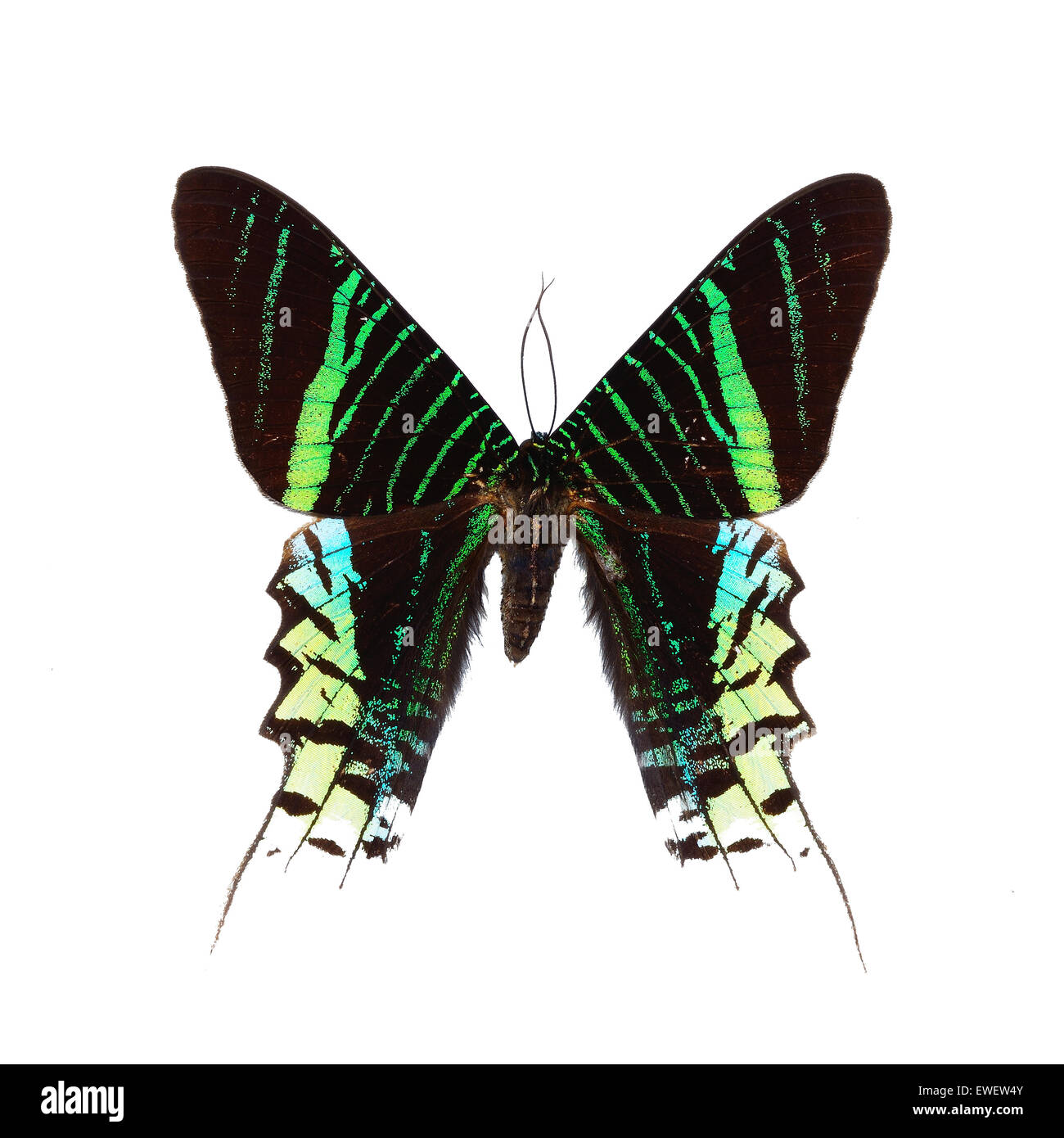 Splendida farfalla verde, giorno Flying Moth (Urania leilus), isolati su sfondo bianco Foto Stock