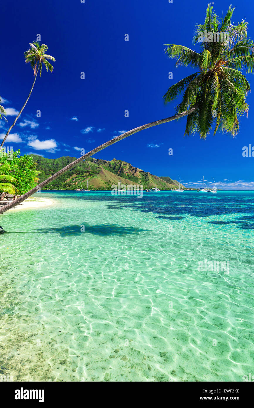 La spiaggia pubblica sul lato nord tropicale dell'Isola di Moorea, Polinesia Francese Foto Stock