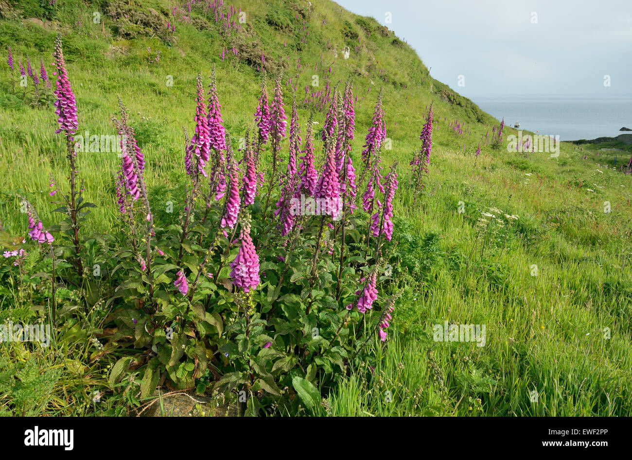Foxglove - Digitalis purpurea nelle praterie costiere, Martin's Haven, Pembrokeshire Foto Stock