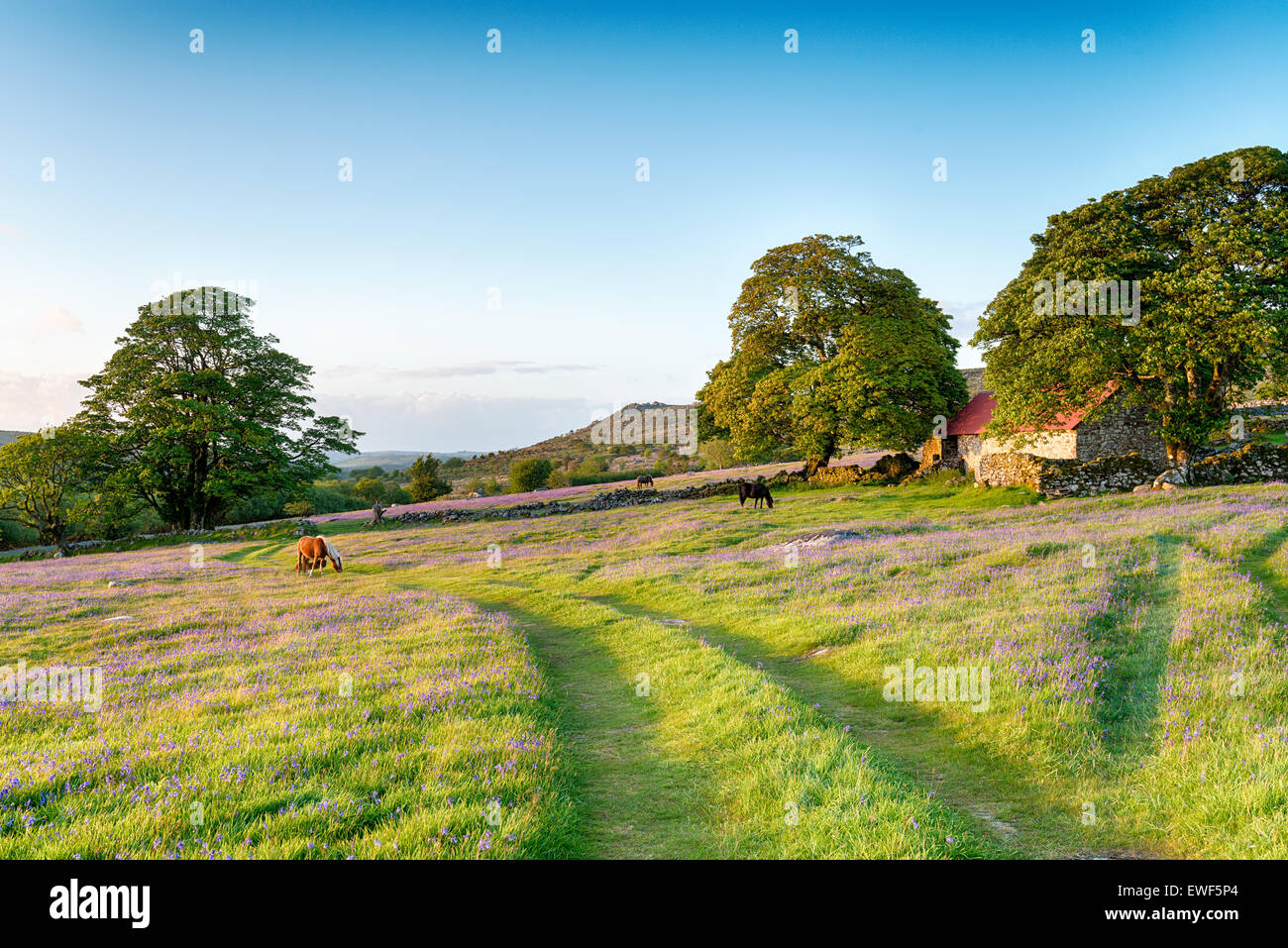 Dartmoor pony pascolano in un prato bluebell da un vecchio dal tetto rosso barn Foto Stock